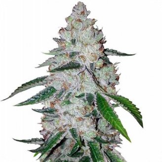 Купить семена марихуаны West Coast O.G. Auto Fem. Купить семена марихуаны West Coast O.G. Auto Fem.