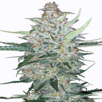 Купить семена марихуаны Do-Si-Dos Cookies Auto Fem. Купить семена марихуаны Do-Si-Dos Cookies Auto Fem.
