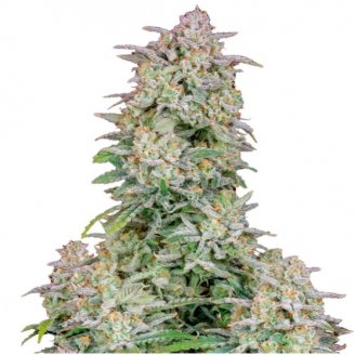 Купить семена марихуаны Wedding Glue Auto Fem. Купить семена марихуаны Wedding Glue Auto Fem.