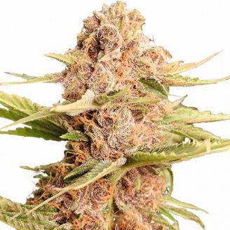 Купить семена марихуаны Lemon Cookies Auto Fem. Купить семена марихуаны Lemon Cookies Auto Fem.