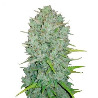 Купить семена марихуаны Afghan Original Auto Fem. Купить семена марихуаны Afghan Original Auto Fem.
