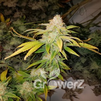 Frosted Guava Fem.