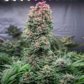 Gorilla Glue #4 Fem.