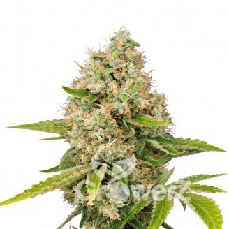Bubble Sherbet Fem.