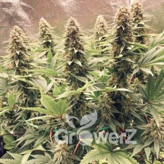 White Widow XL Fem.