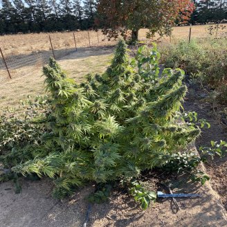 White Widow XL Fem.