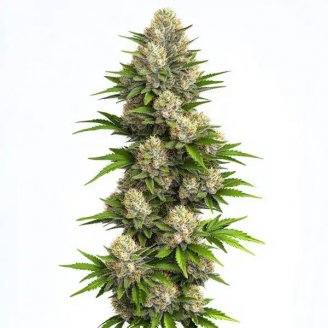 Купить семена марихуаны Hellfire OG Auto Fem. Купить семена марихуаны Hellfire OG Auto Fem.