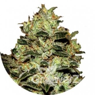 Moby Dick Fem.