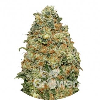 White Widow Fem.