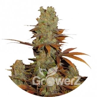 Somango Fem.